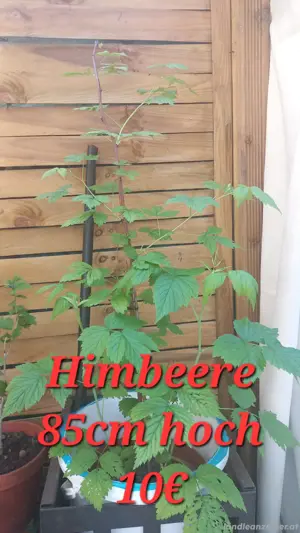 Himbeere  
