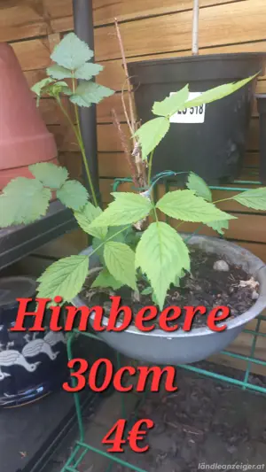 Himbeere   Bild 2