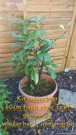 Kirschlorbeer im Topf