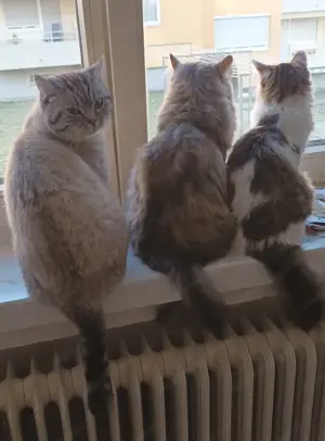 British Kurzhaar Katze 