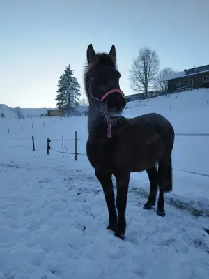 Ich suche eine Pflegebeteiligung  Bild 2