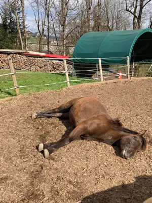 Ich suche eine Pflegebeteiligung  Bild 3
