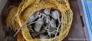 Saatkartoffeln zu verschenken