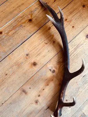 Hirschgeweih Bild 2
