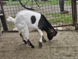 zwergziegenbock