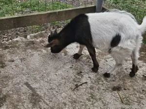 zwergziegenbock Bild 3
