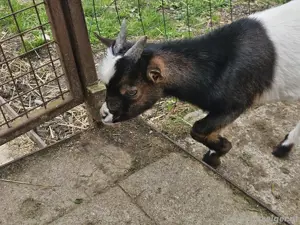 zwergziegenbock Bild 2