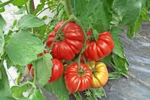 Grossen gesunden Tomaten Pflanzen