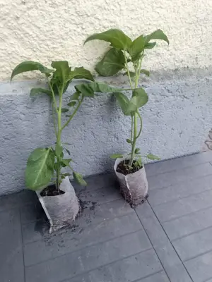Grossen gesunden Tomaten Pflanzen Bild 2
