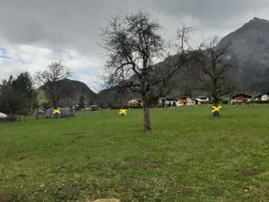 Radin:  3 Birnenbäume zum fällen oder Obst nehmen