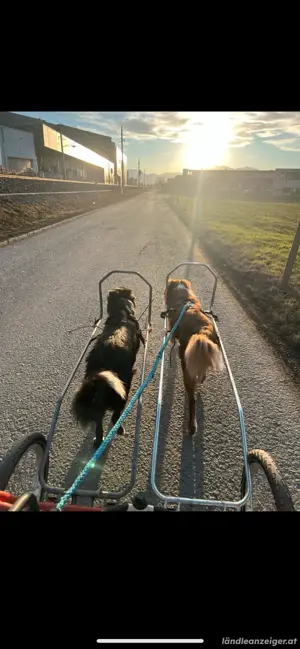 Sacco Dog Cart