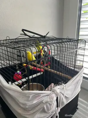 Käfig und Vögel