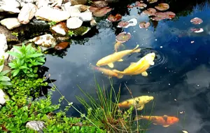 Koi-Fisch Verkauf Bild 2