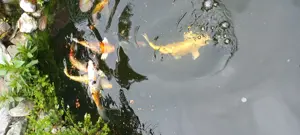 Koi-Fisch Verkauf