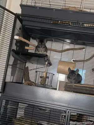 Zuhause für vier süsse Chinchillas Bild 6