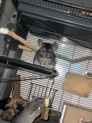 Zuhause für vier süsse Chinchillas Bild 5
