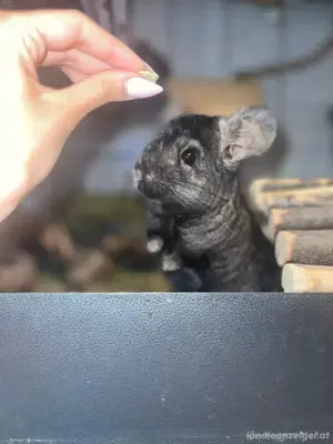 Zuhause für vier süsse Chinchillas Bild 2