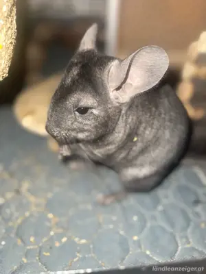 Zuhause für vier süsse Chinchillas Bild 3