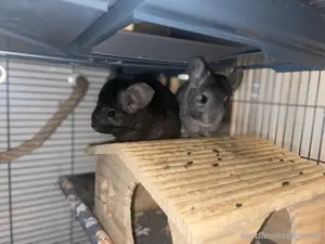 Zuhause für vier süsse Chinchillas