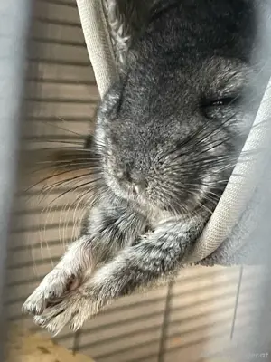 Zuhause für vier süsse Chinchillas Bild 4