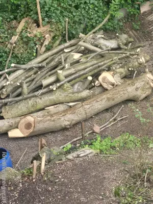 Walnussbaum 36 jahre alt. Stamm 4mx60 und verschieden grosse Äste und Stämme Bild 2
