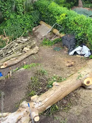 Walnussbaum 36 jahre alt. Stamm 4mx60 und verschieden grosse Äste und Stämme Bild 3