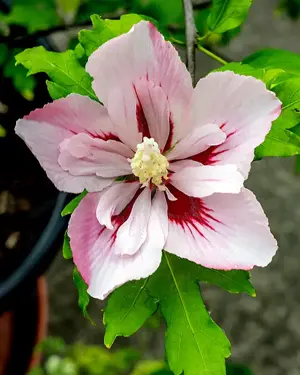 Hibiskus blau, 140 cm hoch oder kleiner; der Garteneibisch rosa-weiß ist im Topf. Bild 3