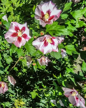 Hibiskus blau, 140 cm hoch oder kleiner; der Garteneibisch rosa-weiß ist im Topf. Bild 4