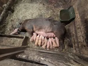 Jungsau trächtig