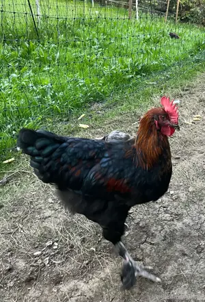 Marans, Lavender Araucaner, Barnevelder und Paduanerhähne  Bild 2