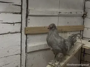 Marans, Lavender Araucaner, Barnevelder und Paduanerhähne 