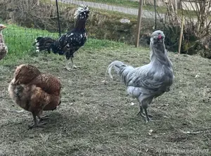 Marans, Lavender Araucaner, Barnevelder und Paduanerhähne  Bild 3