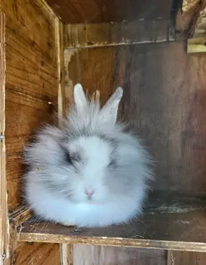 Zwergkaninchen sucht neues Zuhause 