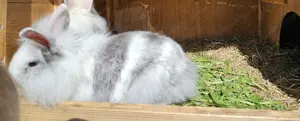 Zwergkaninchen sucht neues Zuhause  Bild 2