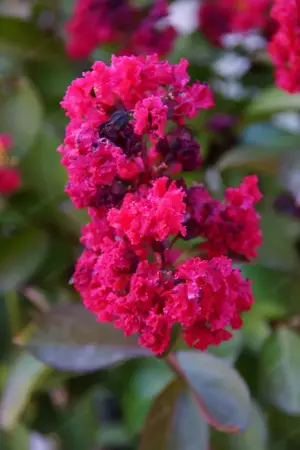 SALE! Lagerströmie  Flieder des Südens  Kreppmyrte Bild 6