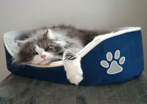 Gutmütiger flauschiger Kater sucht ein neues Zuhause