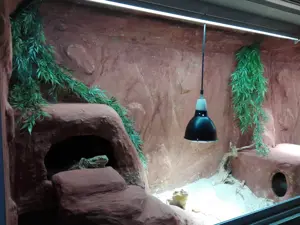 Sehr großes Terrarium OHNE Tiere zu verschenken Bild 3