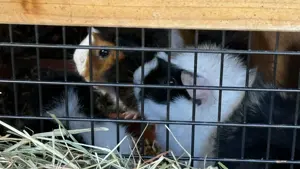Meerschweinchen mit viel Zubehör Bild 2