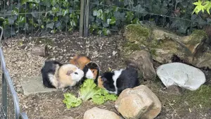 Meerschweinchen mit viel Zubehör Bild 3