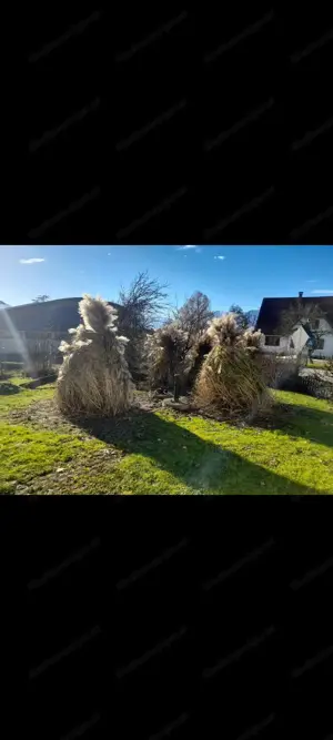 Elegantengras abzugeben Bild 3