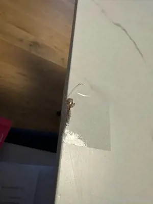 Esstisch zu verkaufen Bild 3