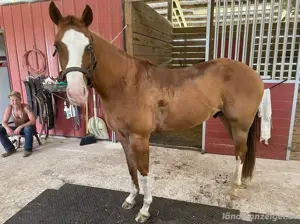 Pferd zu verkaufen Bild 2