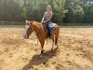 Pferd zu verkaufen