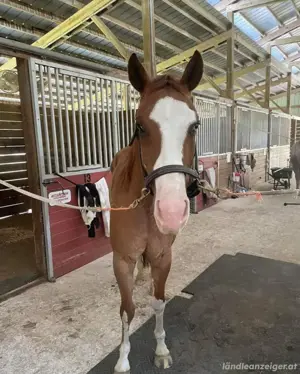 Pferd zu verkaufen Bild 3