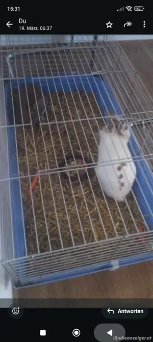 hasen mit Gehege 