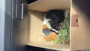 Meerschweinchen  Bild 2