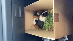 Meerschweinchen 
