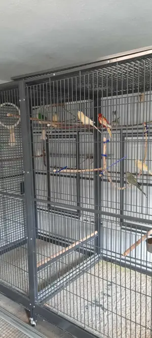 Voliere für Vögel 