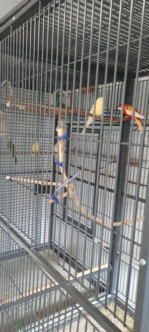 Voliere für Vögel  Bild 3