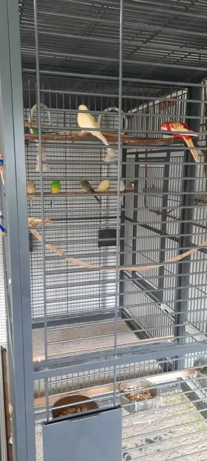 Voliere für Vögel  Bild 4